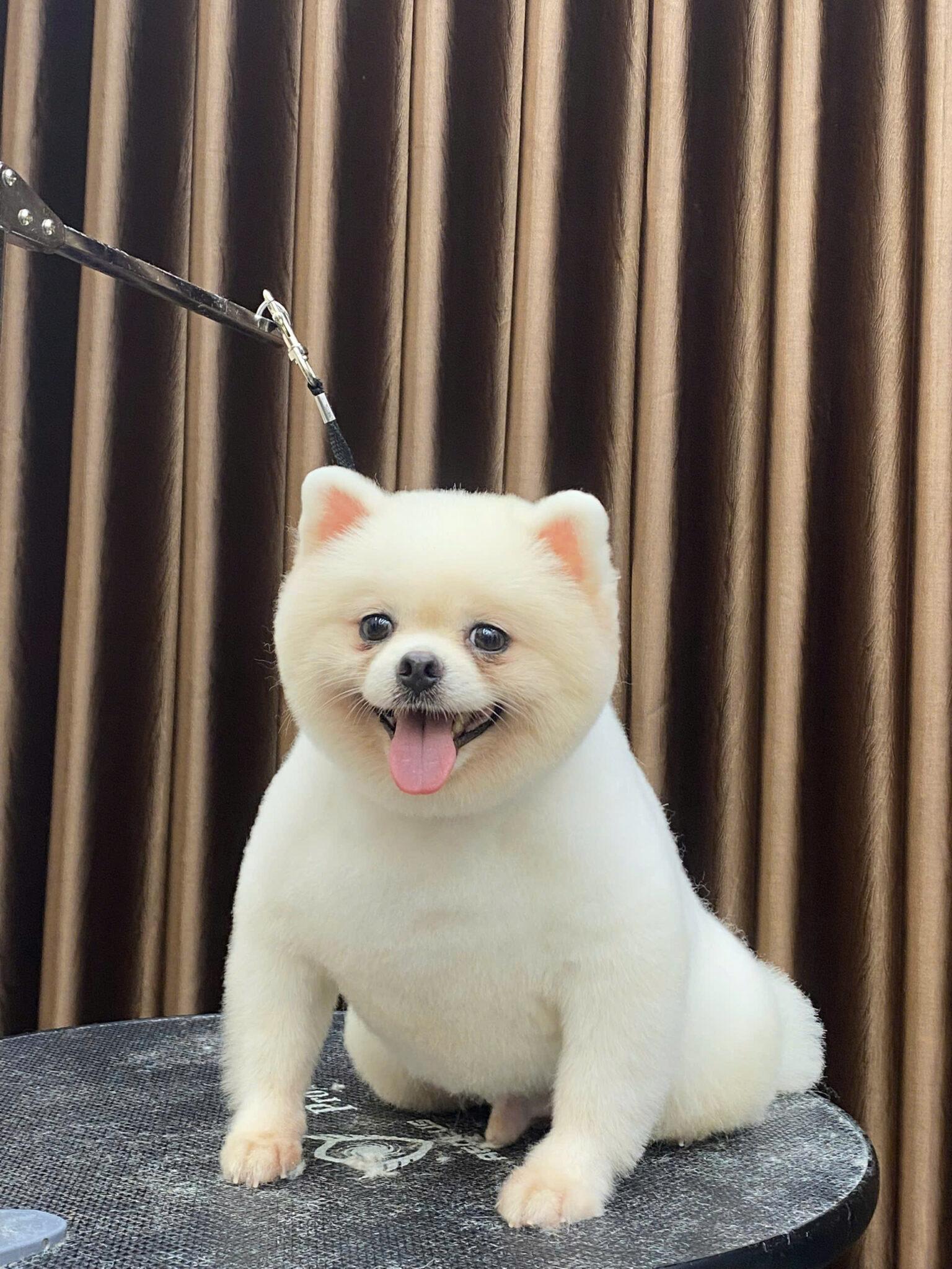 kinh nghiem cham soc long pom phoc soc 3